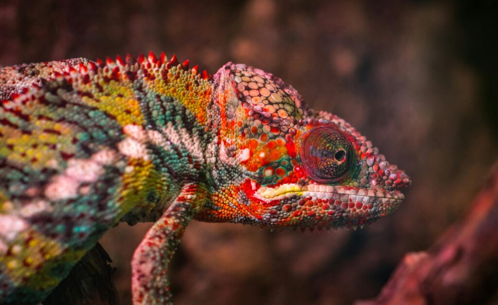 pexels-photo-751682-751682 Detailed close-up of a colorful chameleon's head showcasing vibrant scales outdoors.